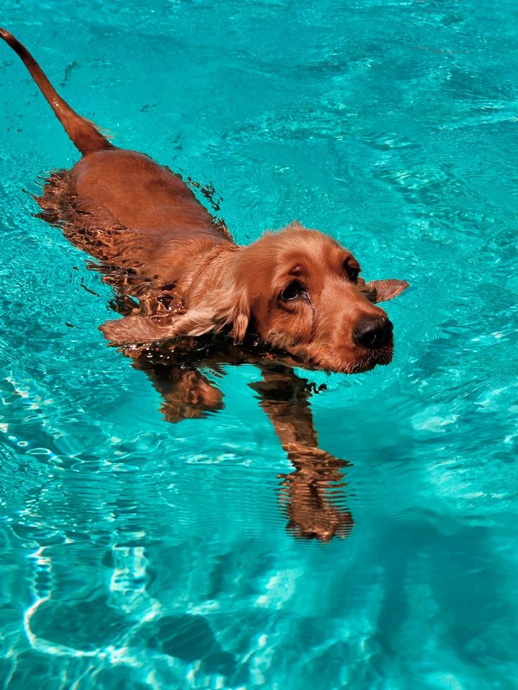 Pupppy Cool Zone